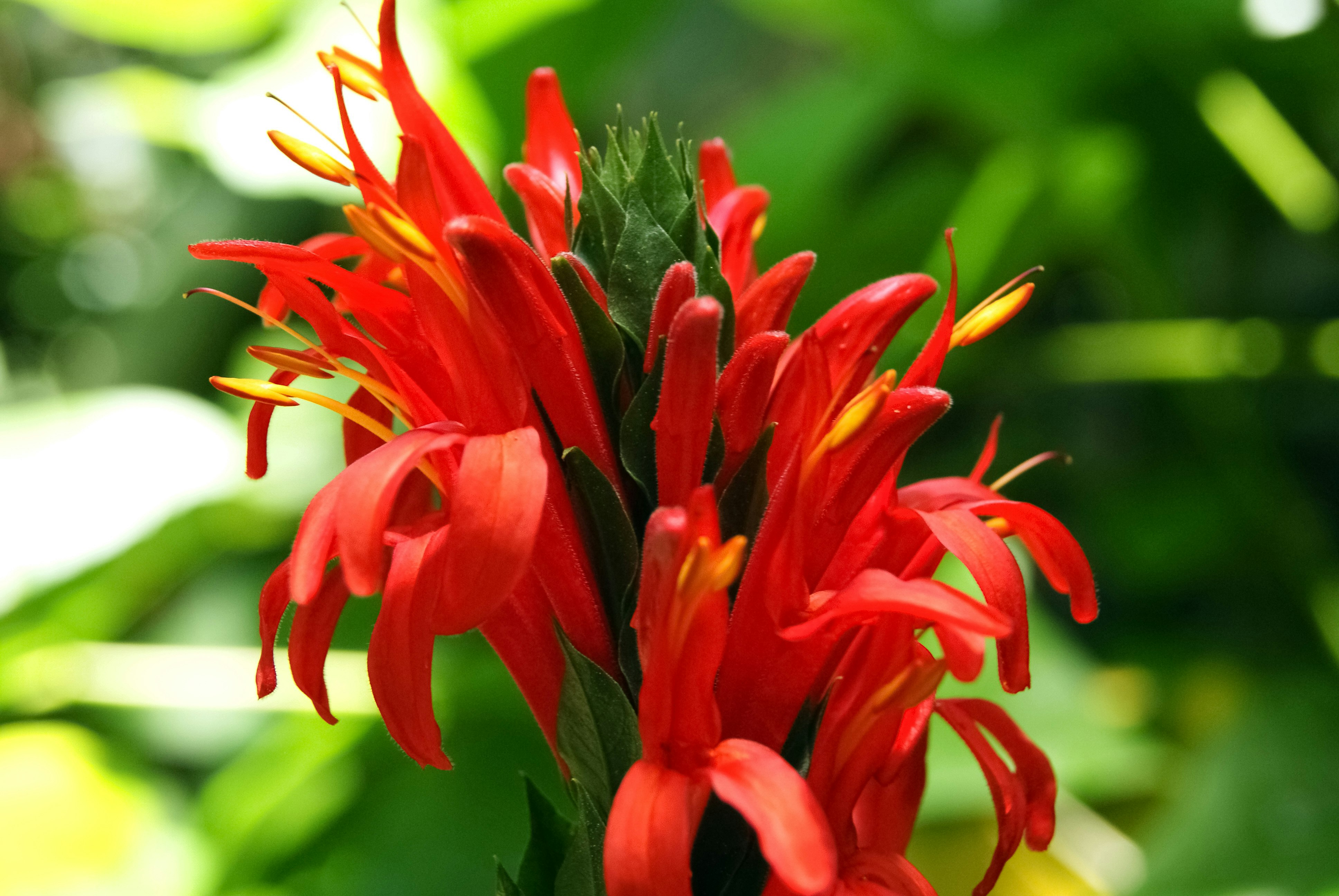 red and yellow flower in tilt shift lens